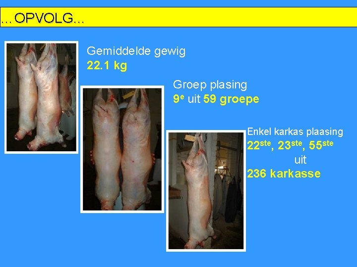 …OPVOLG… Gemiddelde gewig 22. 1 kg Groep plasing 9 e uit 59 groepe Enkel