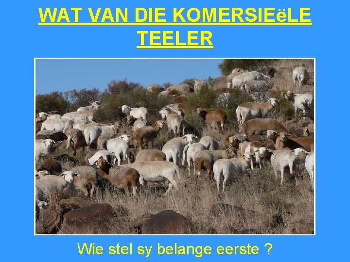 WAT VAN DIE KOMERSIEëLE TEELER Wie stel sy belange eerste ? 