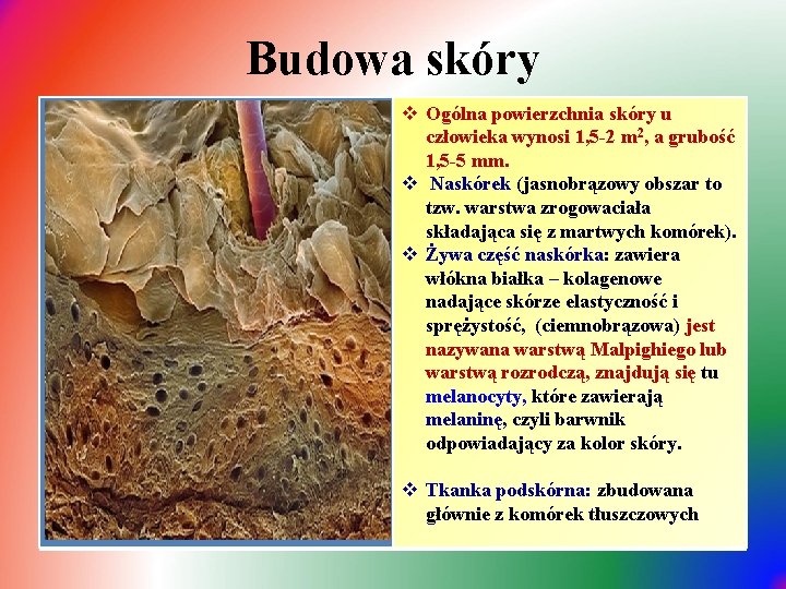 Budowa skóry v Ogólna powierzchnia skóry u człowieka wynosi 1, 5 -2 m 2,