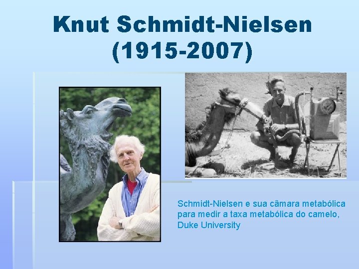 Knut Schmidt-Nielsen (1915 -2007) Schmidt-Nielsen e sua câmara metabólica para medir a taxa metabólica