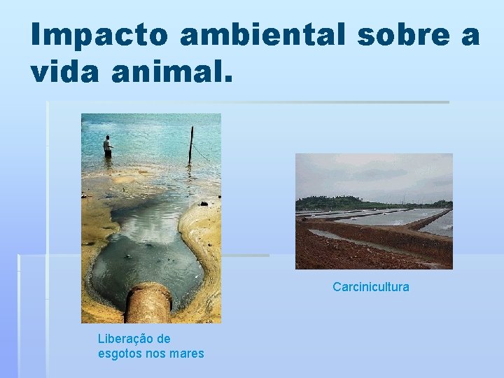 Impacto ambiental sobre a vida animal. Carcinicultura Liberação de esgotos nos mares 