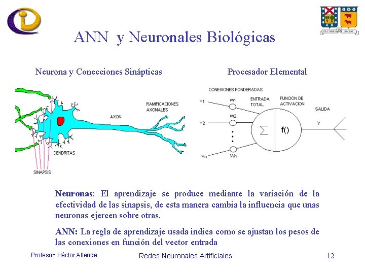 ANN y Neuronales Biológicas Neurona y Conecciones Sinápticas Procesador Elemental Neuronas: El aprendizaje se