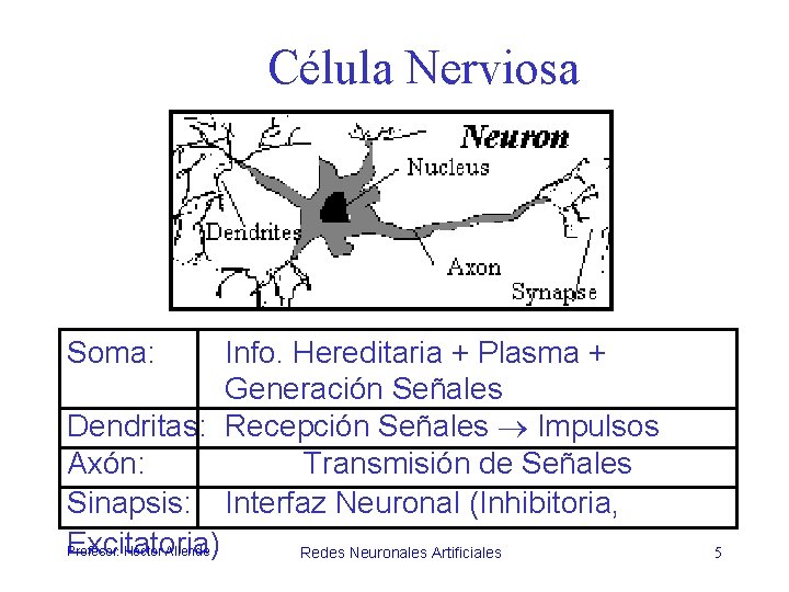 Célula Nerviosa Soma: Info. Hereditaria + Plasma + Generación Señales Dendritas: Recepción Señales Impulsos