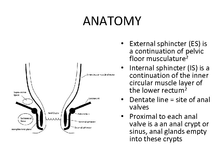 ANATOMY • External sphincter (ES) is a continuation of pelvic floor musculature 2 •