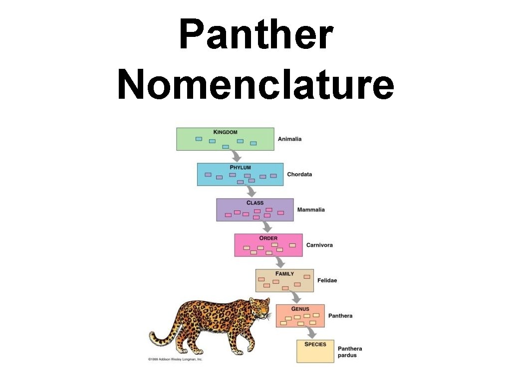 Panther Nomenclature 