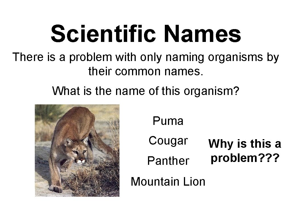 Scientific Names There is a problem with only naming organisms by their common names.