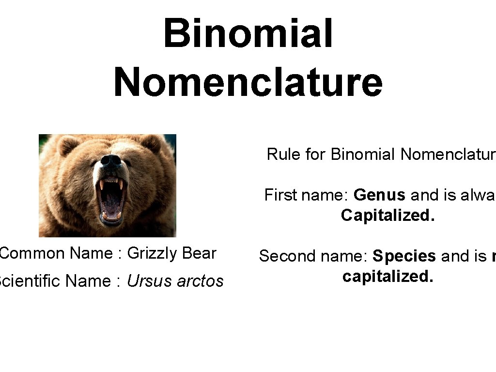 Binomial Nomenclature Common Name : Grizzly Bear Scientific Name : Ursus arctos Rule for