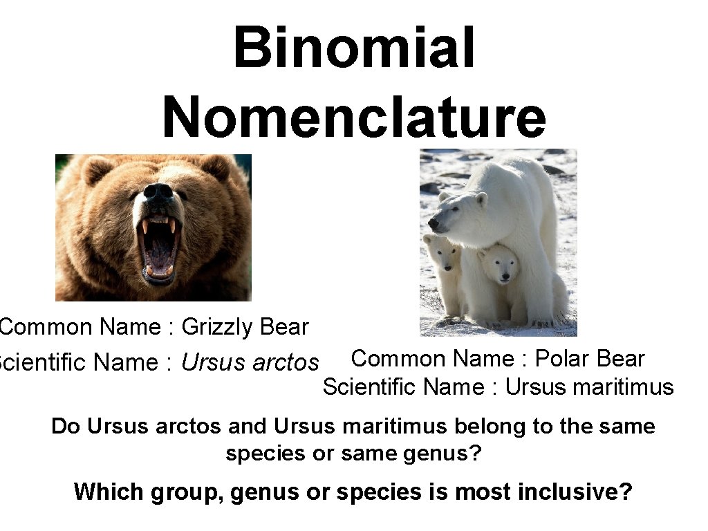 Binomial Nomenclature Common Name : Grizzly Bear Scientific Name : Ursus arctos Common Name