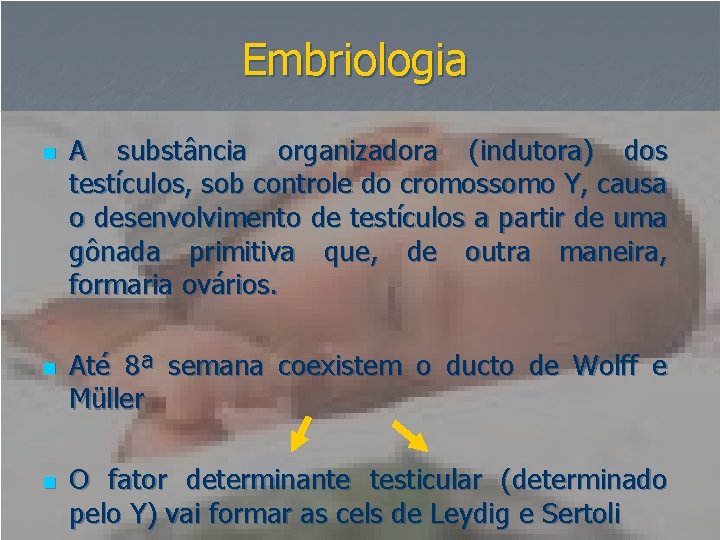 Embriologia n n n A substância organizadora (indutora) dos testículos, sob controle do cromossomo