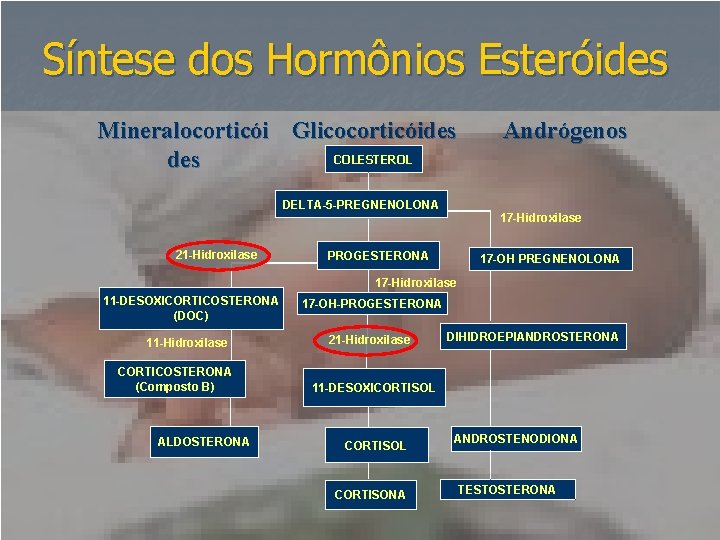 Síntese dos Hormônios Esteróides Mineralocorticói Glicocorticóides COLESTEROL des Andrógenos DELTA-5 -PREGNENOLONA 17 -Hidroxilase 21