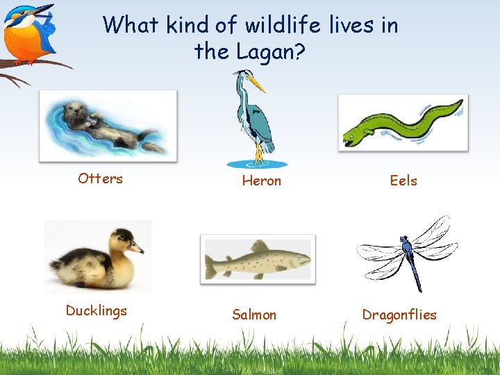 What kind of wildlife lives in the Lagan? Otters Ducklings Heron Salmon Eels Dragonflies