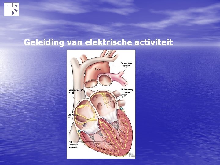 Geleiding van elektrische activiteit 