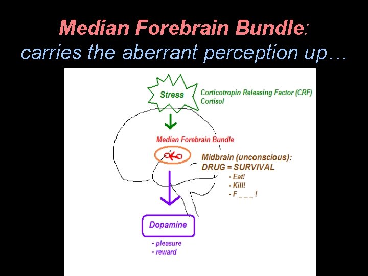 Median Forebrain Bundle: carries the aberrant perception up… 