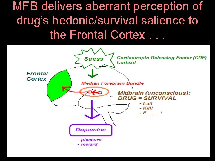 MFB delivers aberrant perception of drug’s hedonic/survival salience to the Frontal Cortex. . .