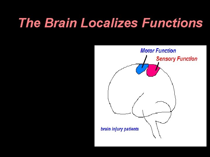 The Brain Localizes Functions 