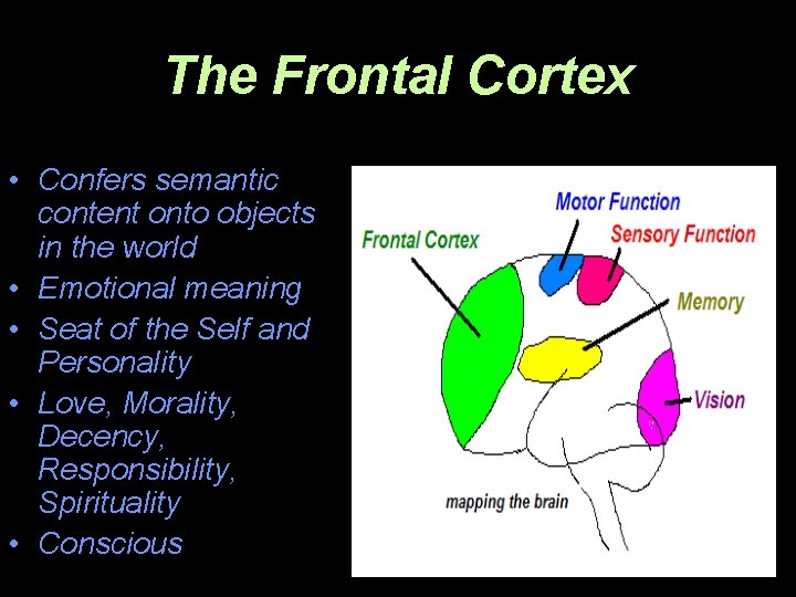 The Frontal Cortex • Confers semantic content onto objects in the world • Emotional