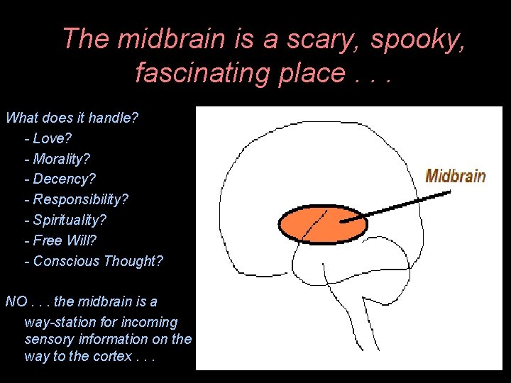The midbrain is a scary, spooky, fascinating place. . . What does it handle?
