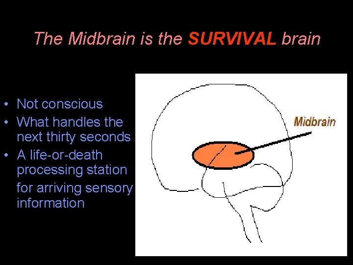 The Midbrain is the SURVIVAL brain • Not conscious • What handles the next