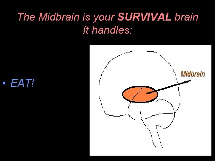 The Midbrain is your SURVIVAL brain It handles: • EAT! 