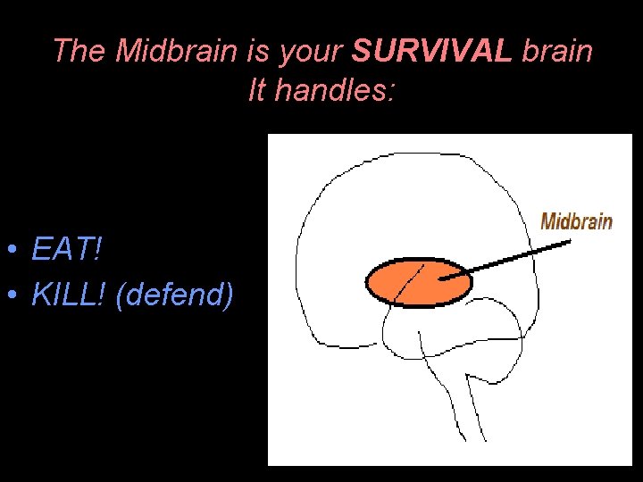 The Midbrain is your SURVIVAL brain It handles: • EAT! • KILL! (defend) 