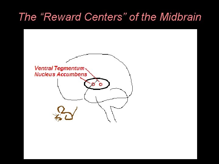 The “Reward Centers” of the Midbrain 