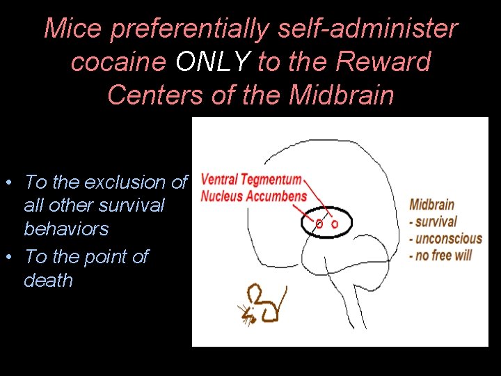 Mice preferentially self-administer cocaine ONLY to the Reward Centers of the Midbrain • To