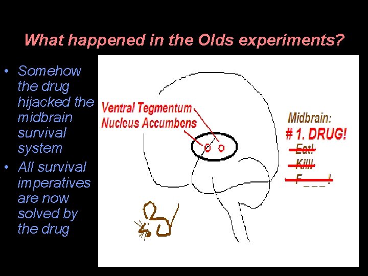 What happened in the Olds experiments? • Somehow the drug hijacked the midbrain survival