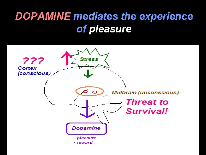 DOPAMINE mediates the experience of pleasure 