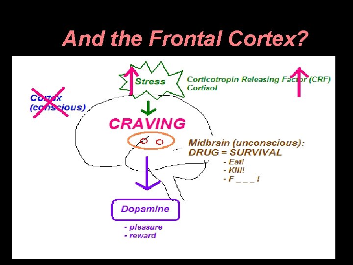 And the Frontal Cortex? 