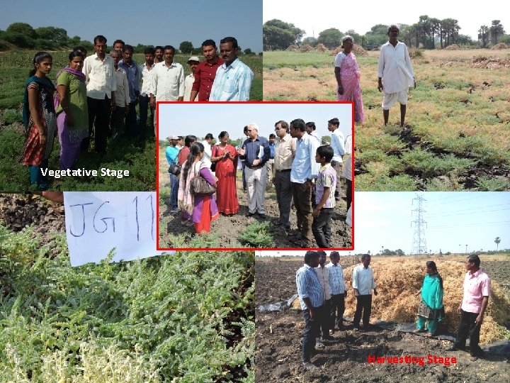 Vegetative Stage Harvesting Stage 5 