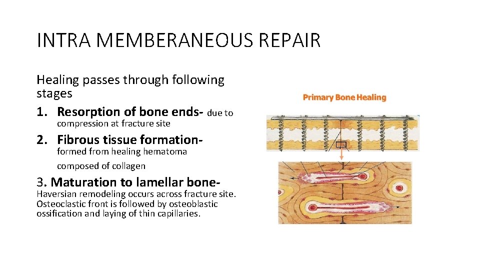 INTRA MEMBERANEOUS REPAIR Healing passes through following stages 1. Resorption of bone ends- due INTRA MEMBERANEOUS REPAIR Healing passes through following stages 1. Resorption of bone ends- due