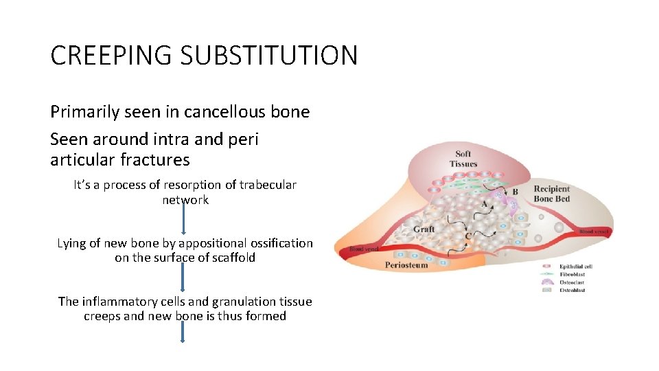 CREEPING SUBSTITUTION Primarily seen in cancellous bone Seen around intra and peri articular fractures CREEPING SUBSTITUTION Primarily seen in cancellous bone Seen around intra and peri articular fractures
