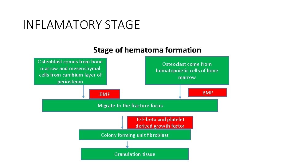 INFLAMATORY STAGE Stage of hematoma formation Osteoblast comes from bone marrow and mesenchymal cells INFLAMATORY STAGE Stage of hematoma formation Osteoblast comes from bone marrow and mesenchymal cells