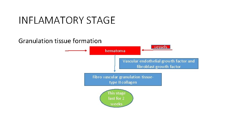 INFLAMATORY STAGE Granulation tissue formation hematoma vessels Vascular endothelial growth factor and fibroblast growth INFLAMATORY STAGE Granulation tissue formation hematoma vessels Vascular endothelial growth factor and fibroblast growth