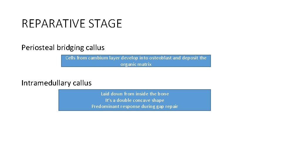REPARATIVE STAGE Periosteal bridging callus Cells from cambium layer develop into osteoblast and deposit REPARATIVE STAGE Periosteal bridging callus Cells from cambium layer develop into osteoblast and deposit
