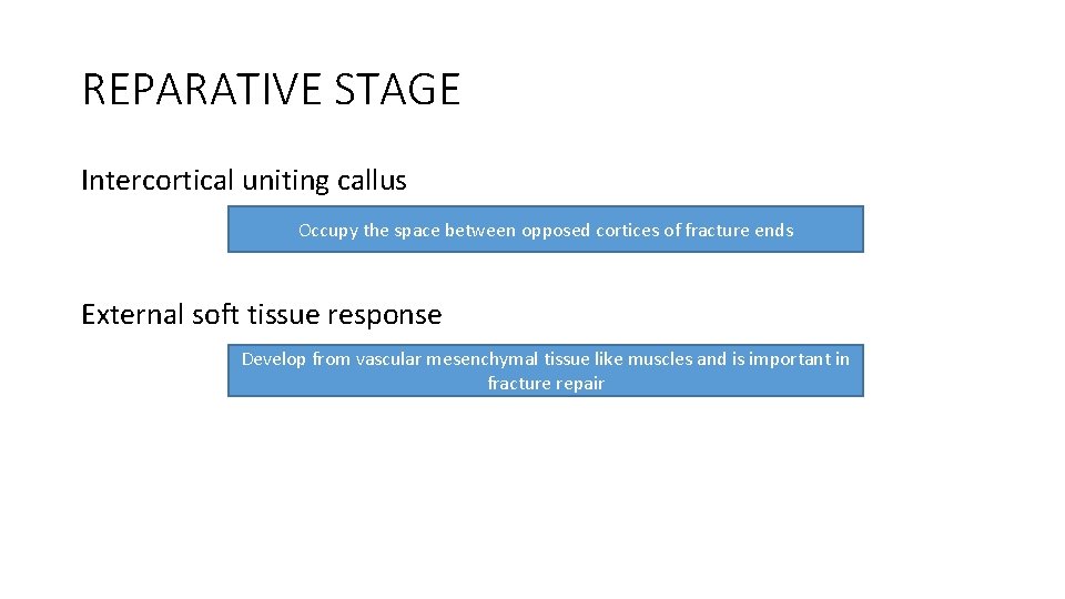 REPARATIVE STAGE Intercortical uniting callus Occupy the space between opposed cortices of fracture ends REPARATIVE STAGE Intercortical uniting callus Occupy the space between opposed cortices of fracture ends