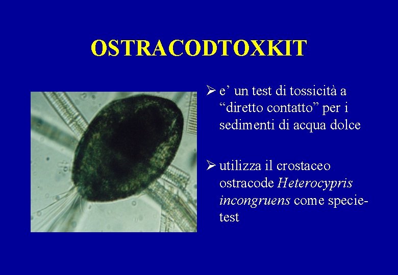 OSTRACODTOXKIT Ø e’ un test di tossicità a “diretto contatto” per i sedimenti di