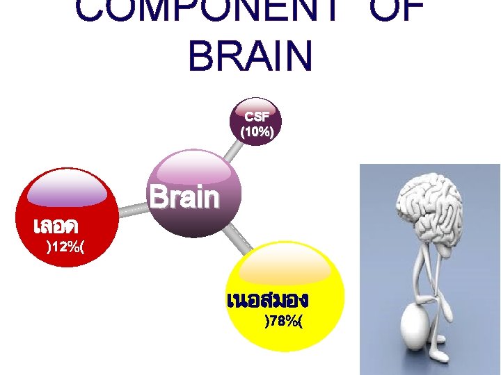 COMPONENT OF BRAIN CSF (10%) เลอด Brain )12%( เนอสมอง )78%( 