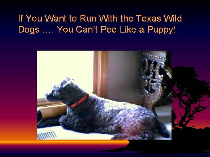 If You Want to Run With the Texas Wild Dogs …. You Can’t Pee If You Want to Run With the Texas Wild Dogs …. You Can’t Pee
