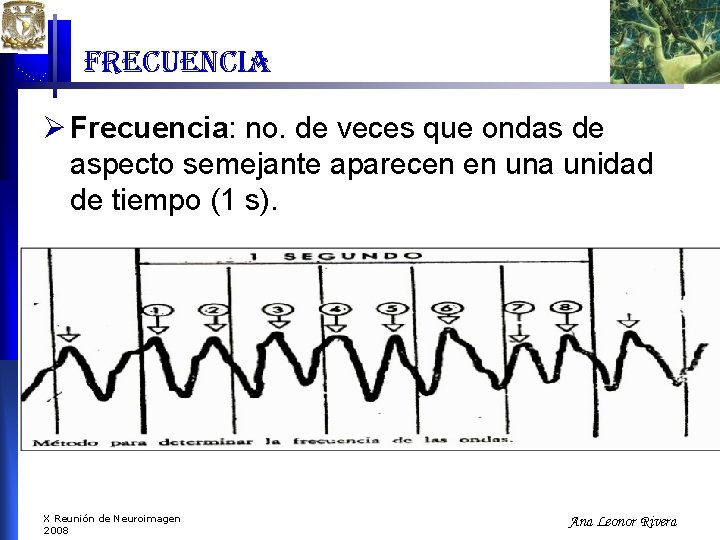 frecuencia Ø Frecuencia: no. de veces que ondas de aspecto semejante aparecen en una frecuencia Ø Frecuencia: no. de veces que ondas de aspecto semejante aparecen en una