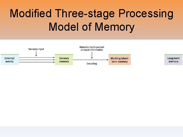 Modified Three-stage Processing Model of Memory 