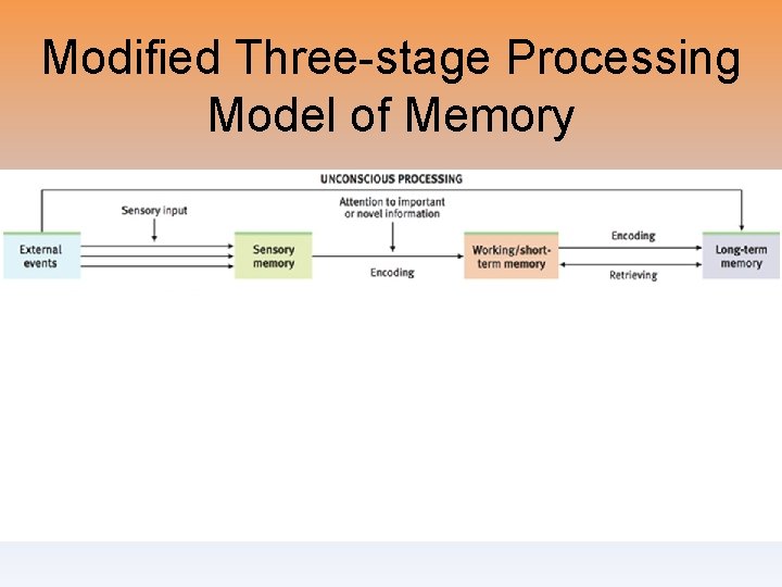 Modified Three-stage Processing Model of Memory 