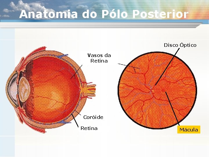 Anatomia do Pólo Posterior Disco Óptico Vasos da Retina Coróide Retina Mácula 