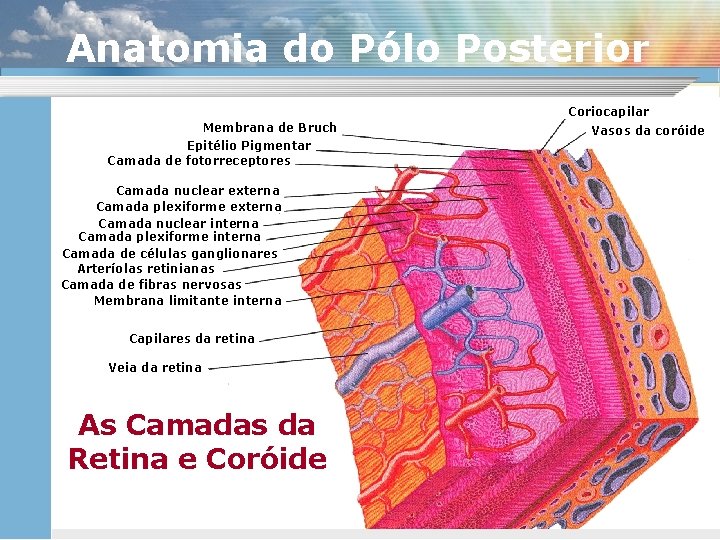 Anatomia do Pólo Posterior Coriocapilar Membrana de Bruch Epitélio Pigmentar Camada de fotorreceptores Camada