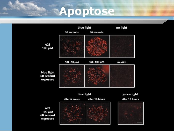 Apoptose 