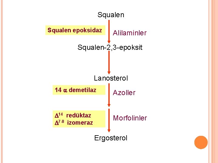 Squalen epoksidaz Alilaminler Squalen-2, 3 -epoksit Lanosterol 14 demetilaz Azoller 14 redüktaz 7 -8 Squalen epoksidaz Alilaminler Squalen-2, 3 -epoksit Lanosterol 14 demetilaz Azoller 14 redüktaz 7 -8
