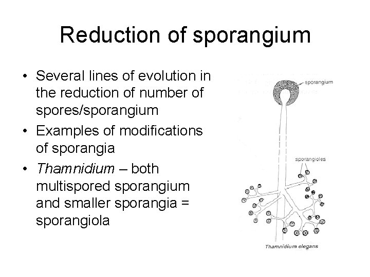 Reduction of sporangium • Several lines of evolution in the reduction of number of