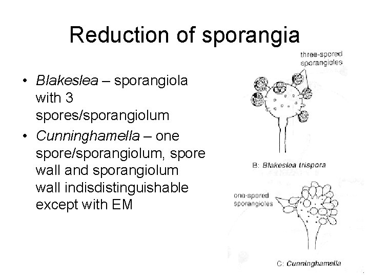 Reduction of sporangia • Blakeslea – sporangiola with 3 spores/sporangiolum • Cunninghamella – one