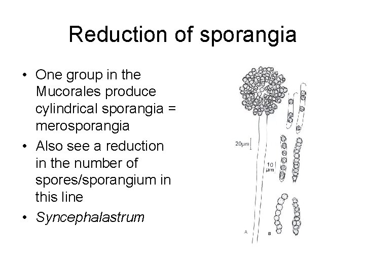 Reduction of sporangia • One group in the Mucorales produce cylindrical sporangia = merosporangia