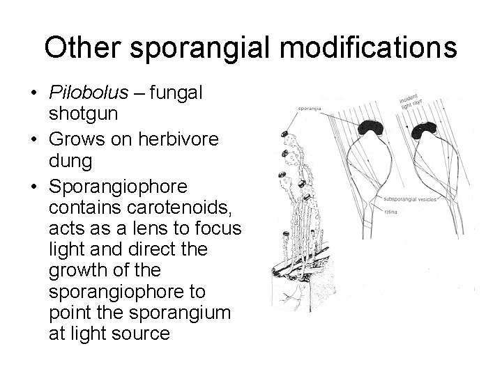 Other sporangial modifications • Pilobolus – fungal shotgun • Grows on herbivore dung •